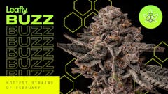 Leafly Senior Editor and terp sherpa David Downs takes you deep into the high country with Leafly Buzz—our monthly West Coast fire flower roundup. (Sasha Beck, David Downs/Leafly)