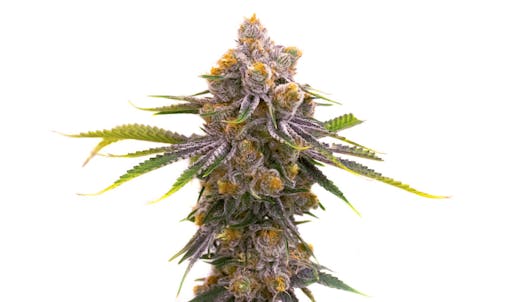 high-yielding autoflowering strains