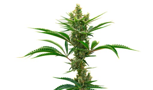 high-yielding autoflowering strains