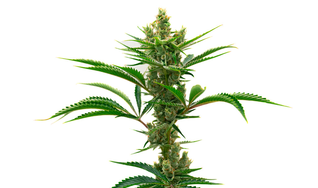 high yielding autoflowering strains