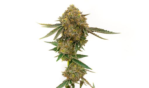 high-yielding autoflowering strains