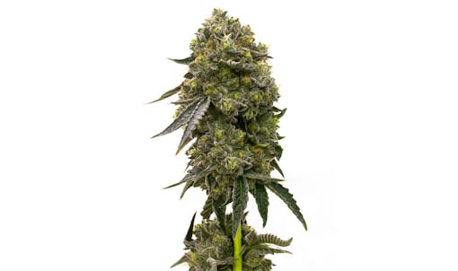 high-yielding autoflowering strains