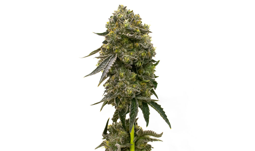 high yielding autoflowering strains