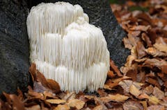 white mushroom growing at base of tree amidst dead leaves