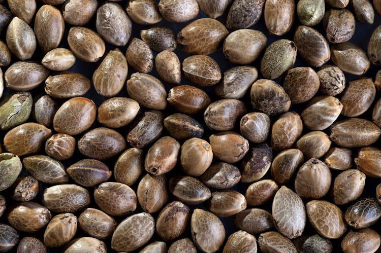 Top seed banks visited on Leafly in 2022 image