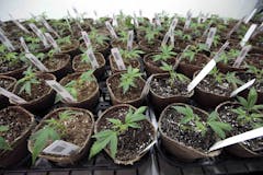 small-marijuana-plants-growing-in-little-pots