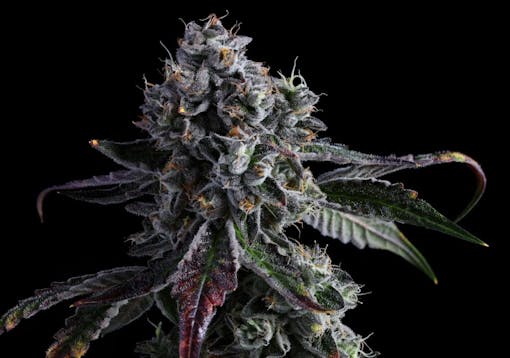 Blue Face. Hybrid. (Courtesy Fig Farms)