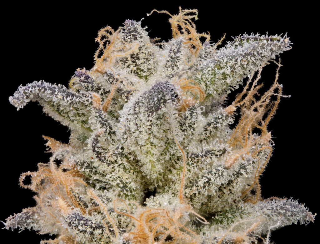 Green Dot ROYGBIV Orange up close. (Courtesy of Green Dot Labs)