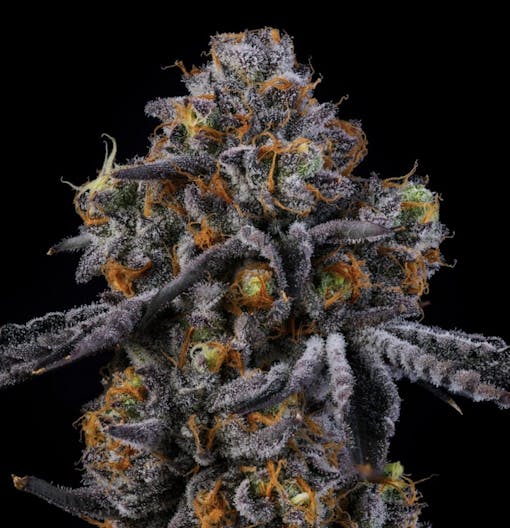Wizard Trees brand 11:11. Hybrid. (Courtesy Wizard Trees)
