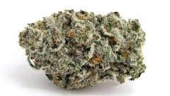 Dallas Growers Club Modified Grapes 2023 (David Downs/Leafly)