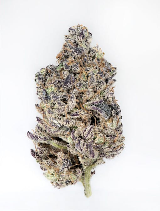 Seed Junky Genetics-bred Mitten Cake Batter. Grown by Louis Vuchron, Oregon. Indica hybrid. (Ryan Herron for Leafly)