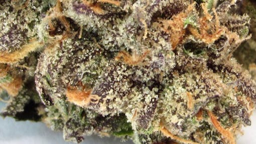 Apples & Bananas up close. (David Downs/Leafly)