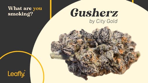 Gusherz by City Gold legacy NYC cannabis strains.