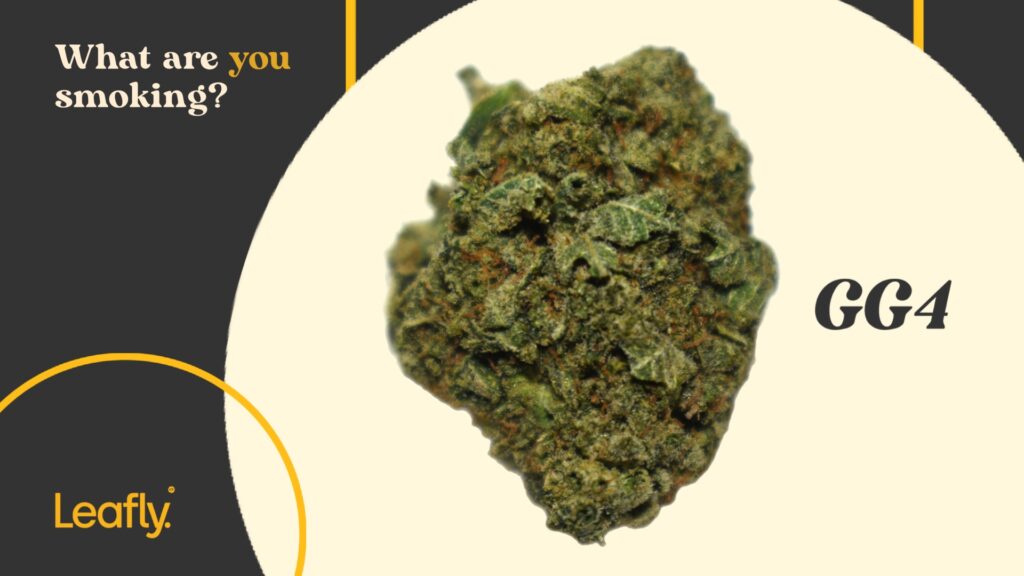 GG4 strain photo
