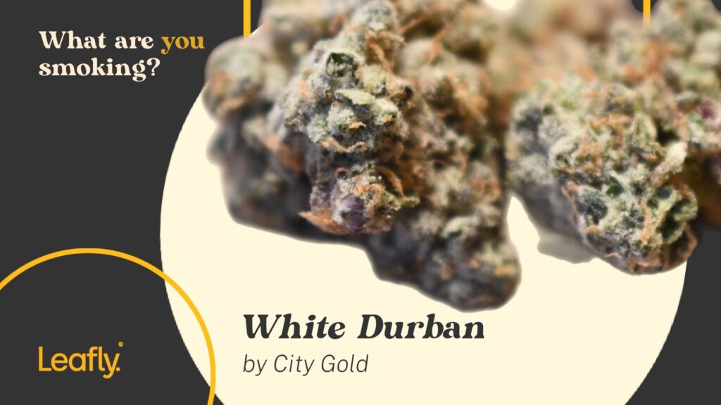 White Durban cannabis by City Gold nyc legacy cannabis