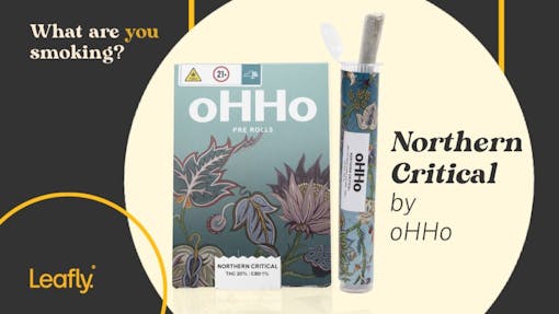 oHHo Northern Criticall product shot by Leafly.