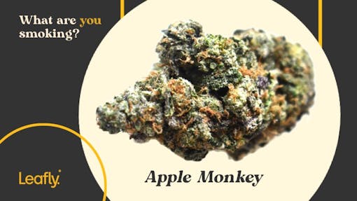 Apple Monkey cannabis strain
