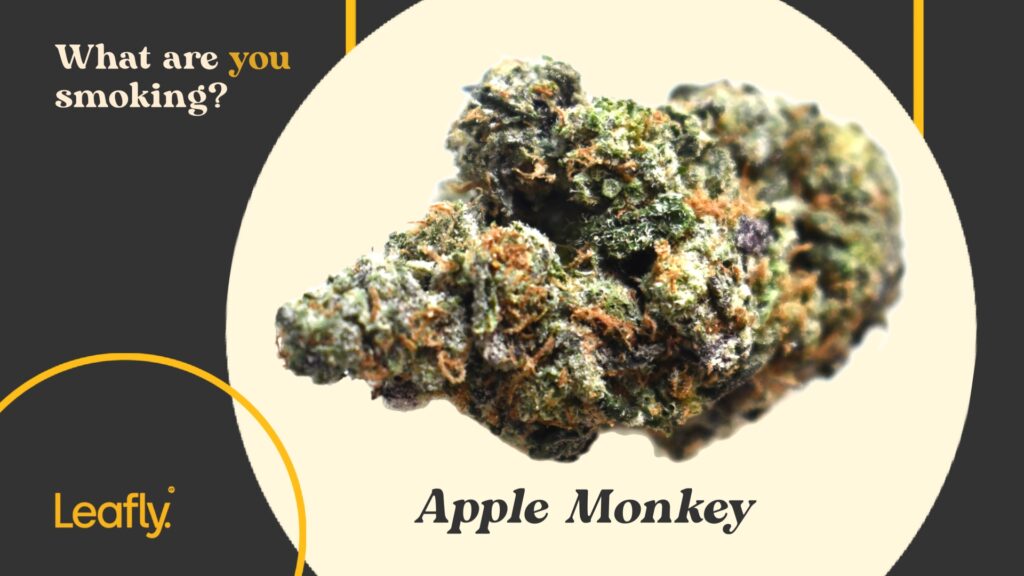 Apple Monkey cannabis strain