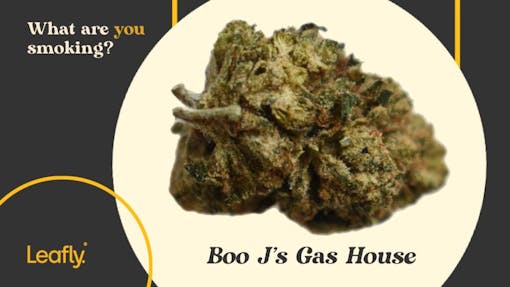 Boo J's gas house cannabis strain.