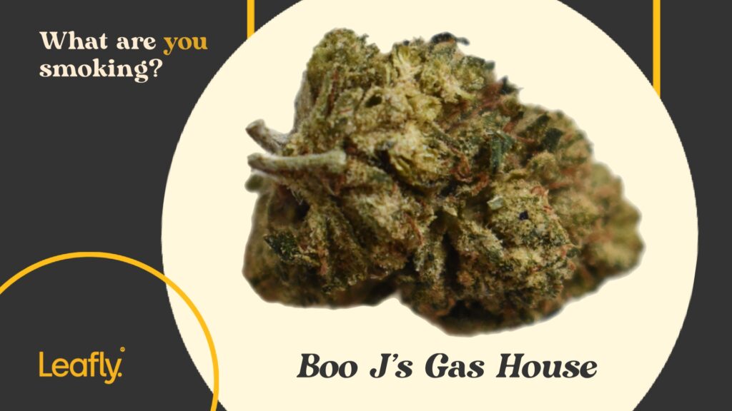 Boo J's gas house cannabis strain.