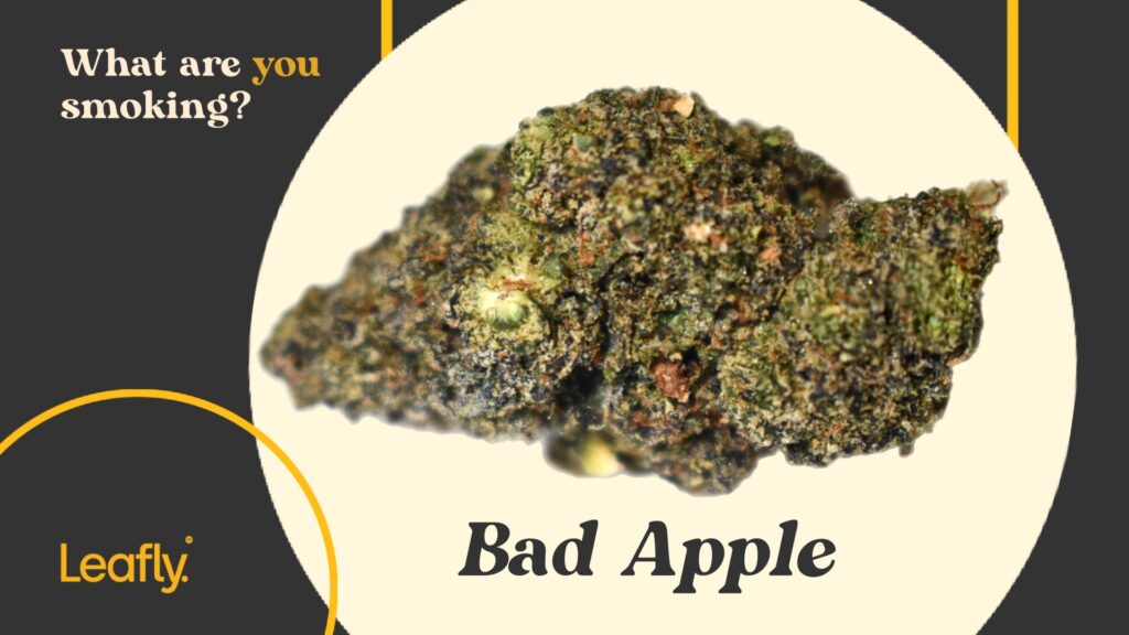 Bad apple cannabis strain