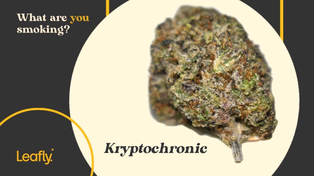 Kryptochronic strain photo
