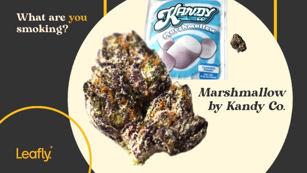 Marshmallow by Kandy Co