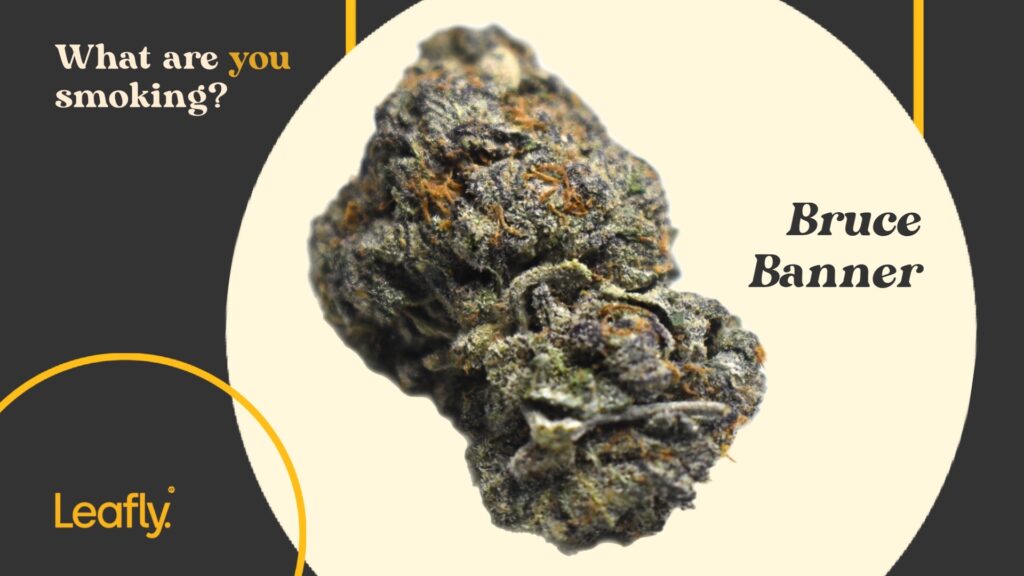 Bruce Banner strain photo