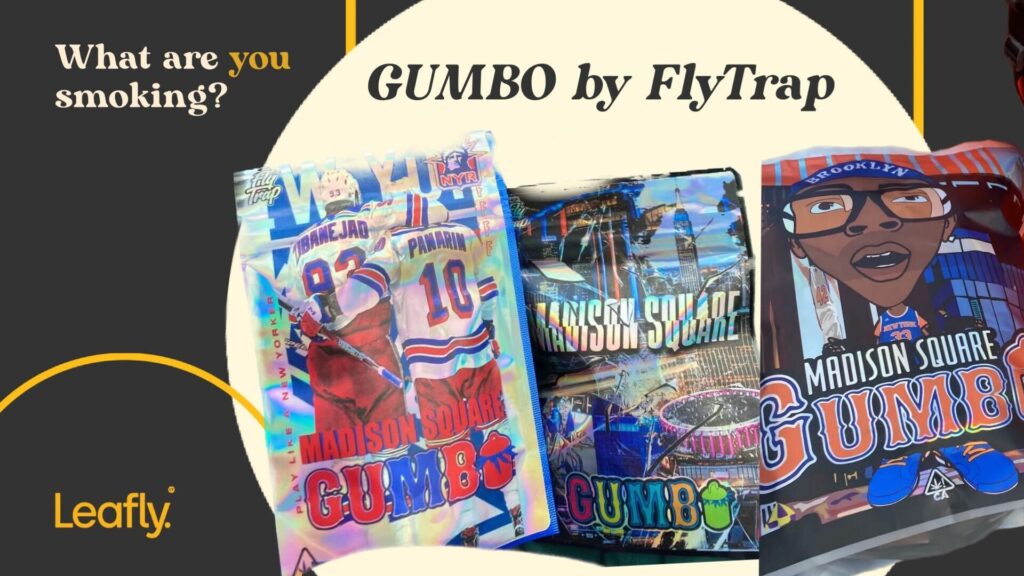 Madison Square GUMBO NYC cannabis strain