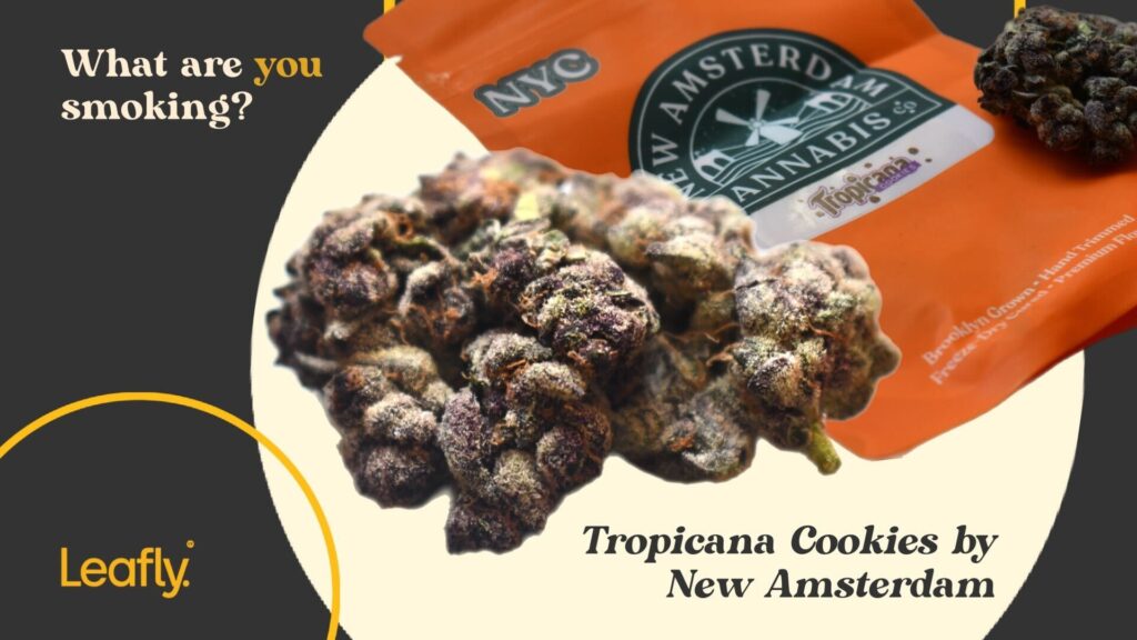 Tropical cookies by new amsterdam new york cannabis