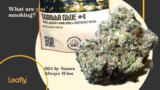 Gorilla Glue #4 by NAW new york cannabis