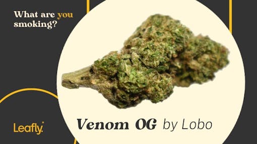 Venom OG by Lobo from Housing Works
