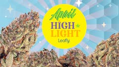 Each month, Leafly highlights a trending strain you should know about —we call it Leafly HighLight. This month Tropicana Cookies brightens up your April. (Matt Jackson for Leafly)