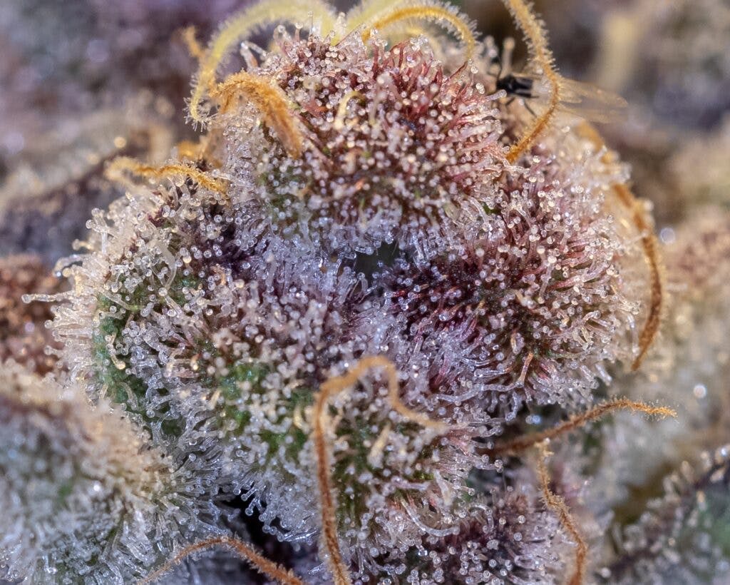 April 2023 Leafly HighLight Tropicana Cookies strain Leafly