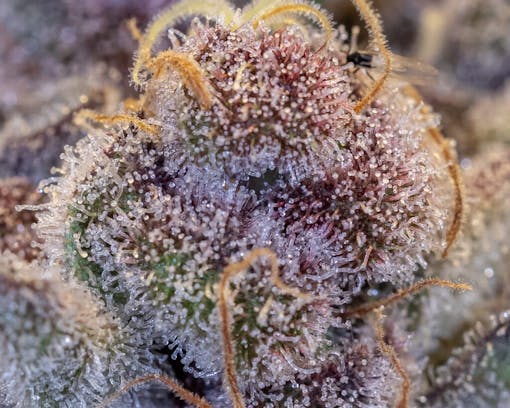 Tropicana Cookies F2. Sativa hybrid. (Courtesy Oni Seed Co.)