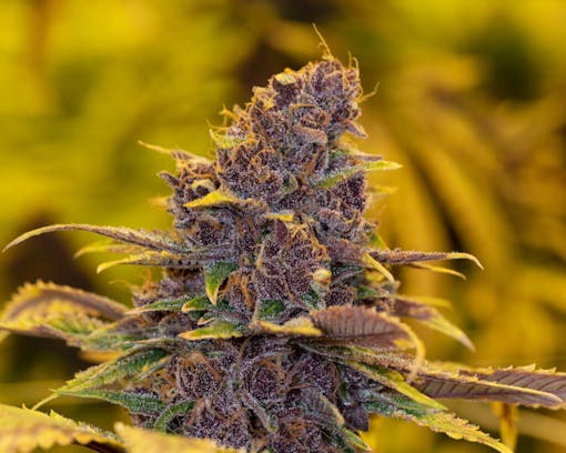 Tropicana Cookies F2. Sativa hybrid. (Courtesy Oni Seed Co.)