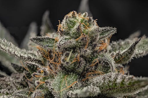 Tropicana Cookies F2. Sativa hybrid. (Courtesy Oni Seed Co.)