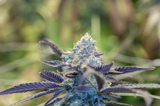 Tropicana Cookies F2. Sativa hybrid. (Courtesy Oni Seed Co.)