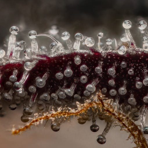 Tropicana Cookies F2. Sativa hybrid. (Courtesy Oni Seed Co.)