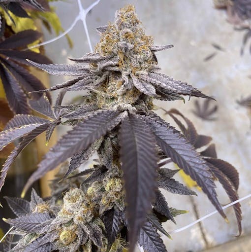 marijuana plant with purple leaves and orange hairs
