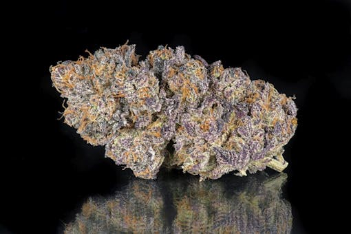 Hashburger. From the GMO family. Indica hybrid. (Ryan Herron/Leafly)