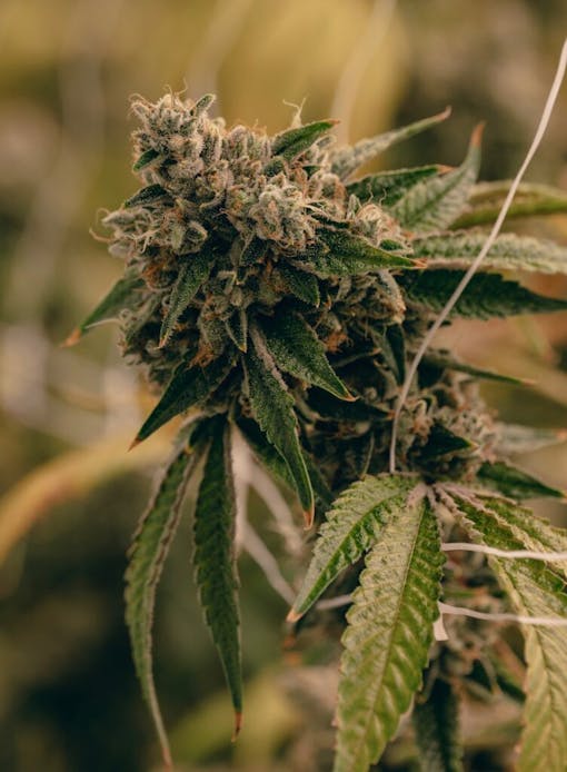 Origins TK Select brings Triangle Kush to Florida for 4/20. (Courtest Fluent)