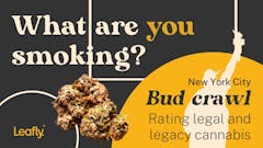 Leafly blazed through the best and worst flower from all corners of the Big Apple’s bud scene.