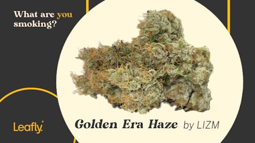 “G, the co-founder of NYC legacy brand That LIZM, says that back in his day, Haze ruled New York’s cannabis scene. But in a 2023 cannabis landscape dominated by Gelato and Runtz crosses, backcrosses, and remixes, a good Haze is hard to find. Or, at least it was. LIZM’s lead cultivator Zack has cracked the code.” – Amelia Williams (Calvin Stovall / Leafly)