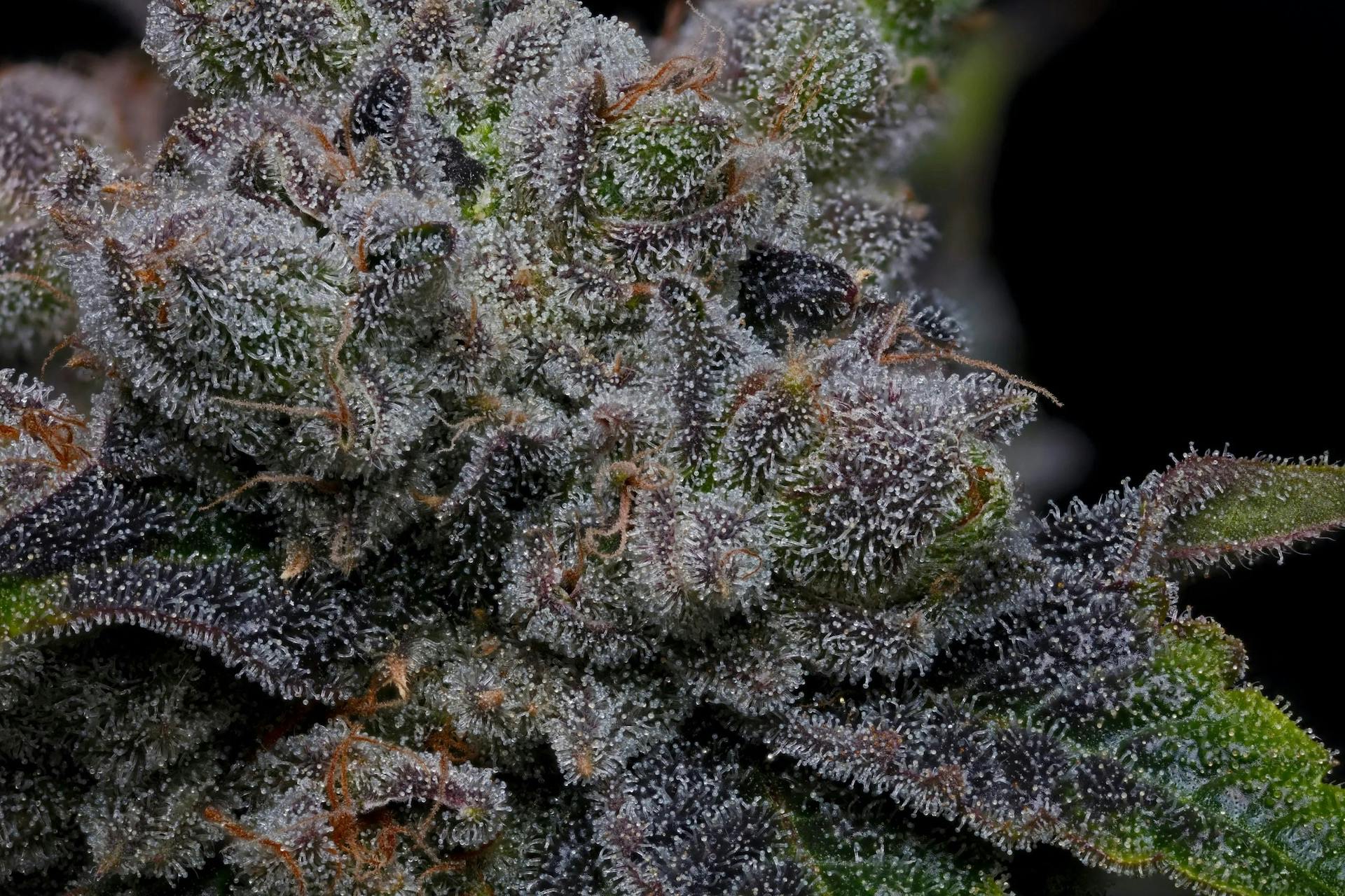 Zkittlez strain grower Royal Budline wins $40,000 on 4/20 image