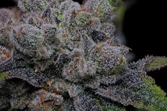 Bloom Seed Co Maple Fumez. (Courtesy Bloom Seed Co.)