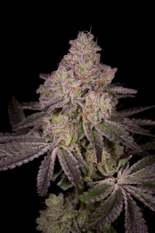 Moonbow meets Face Off in Archive Seeds Tar. (Courtesy Archive)