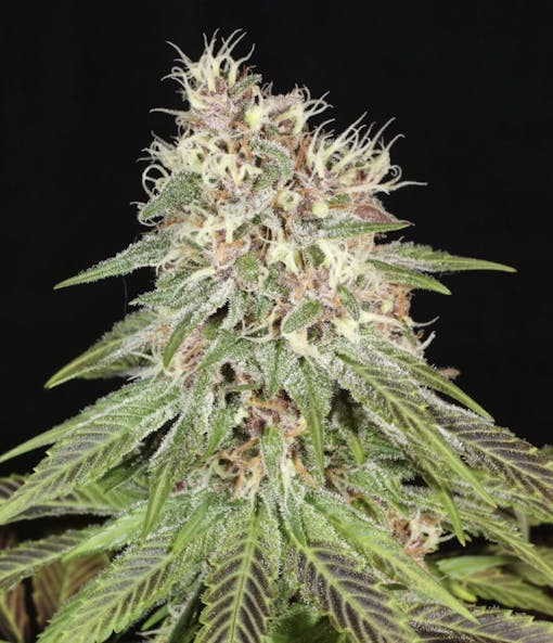 Cosmic Wisdom, Michigan Purple Haze. (Courtesy Cosmic Wisdom)