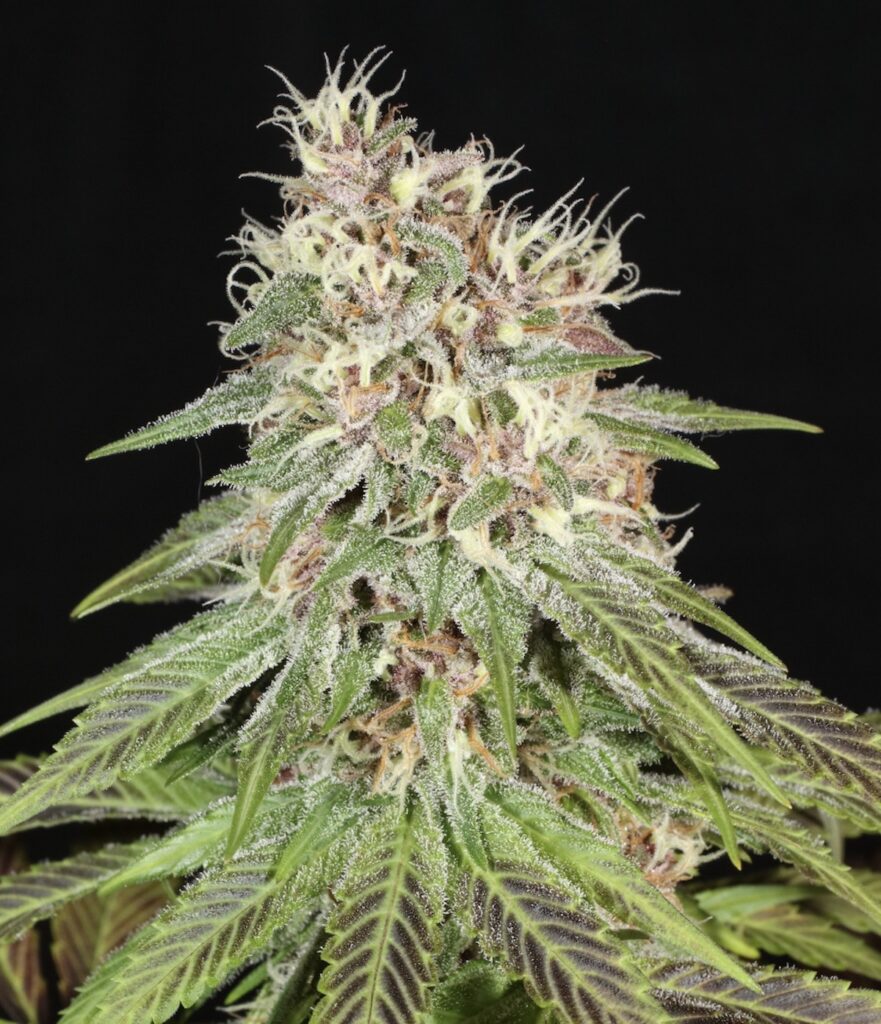 Cosmic Wisdom, Michigan Purple Haze. (Courtesy of Cosmic Wisdom)