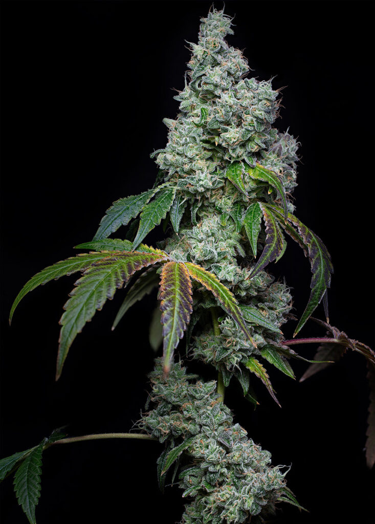 Candy Fumez crosses made us dizzy. Bloom Seeds Co Candy Payton. (Courtesy of Bloom Seed Co.)